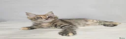 Maine Coon cats for sale: Last female tica registered available  - Advert 20
