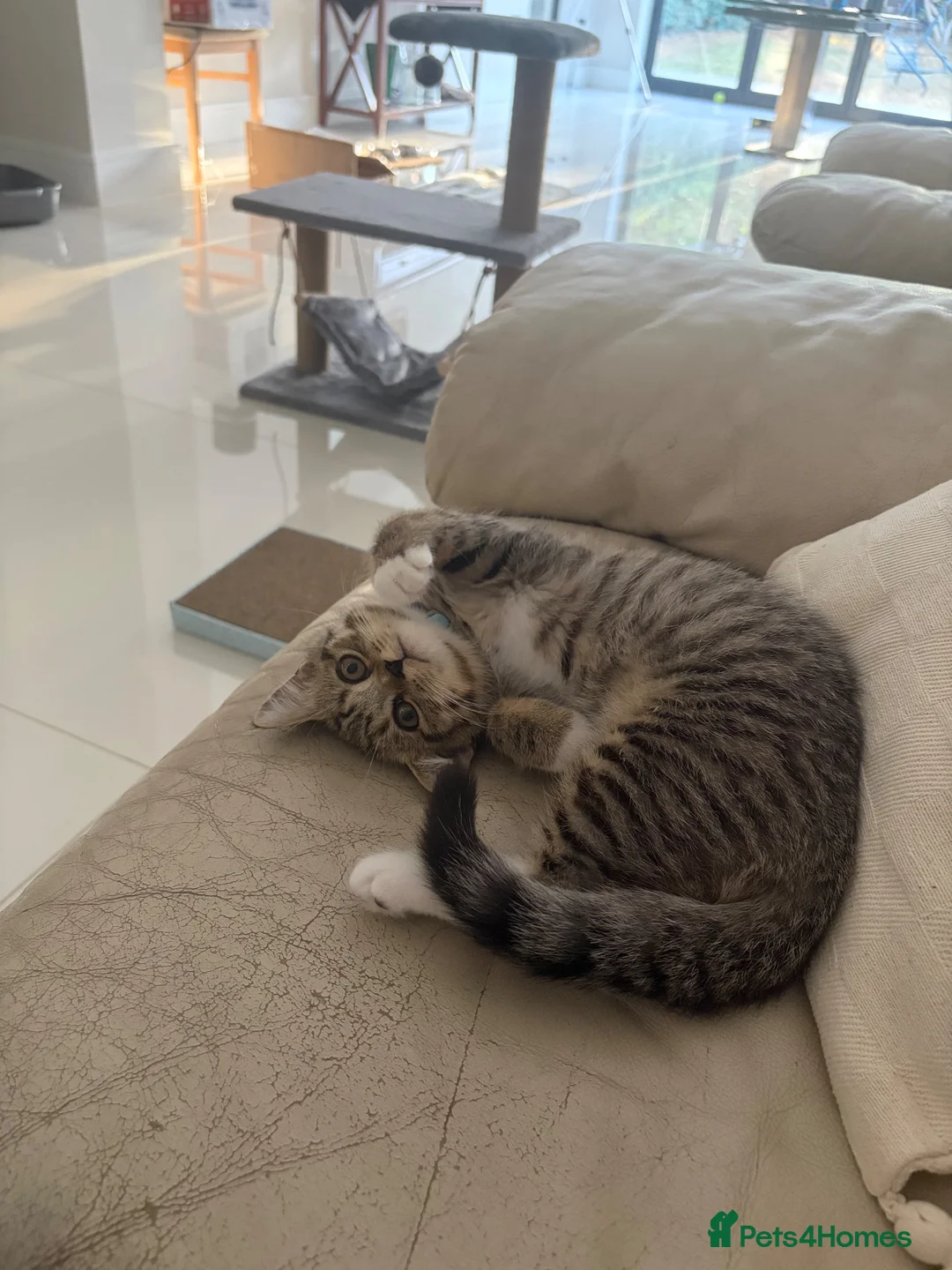 British Shorthair cats for sale: British Shorthair/Persian Mix Male Kitten - Advert 4