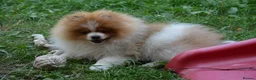 Pomeranian dogs for sale: PACO - Beautiful Pomeranian Boy - Advert 12