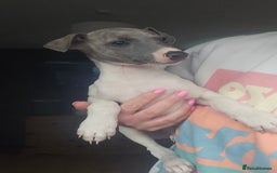 Whippet dogs for sale: ✅️ Ready to leave - KC whippets 🧡 - Image 7