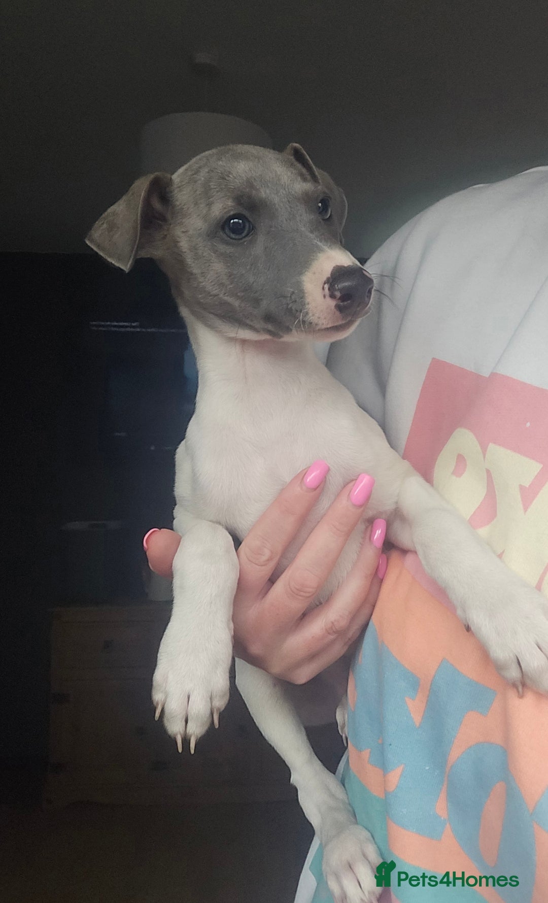 Whippet dogs for sale: ✅️ Ready to leave - KC whippets 🧡 - Image 7
