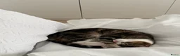 Domestic Shorthair cats for sale: Biscuit - Female Cat for Rehoming (4 years old)   - Advert 4