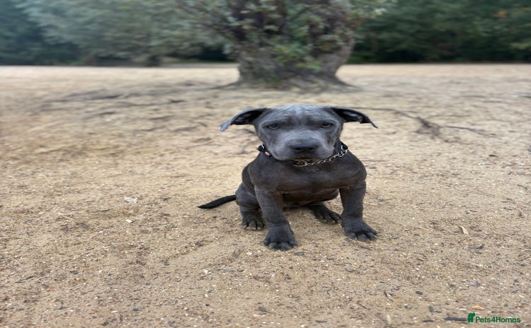 Staffordshire Bull Terrier dogs - Advert 15