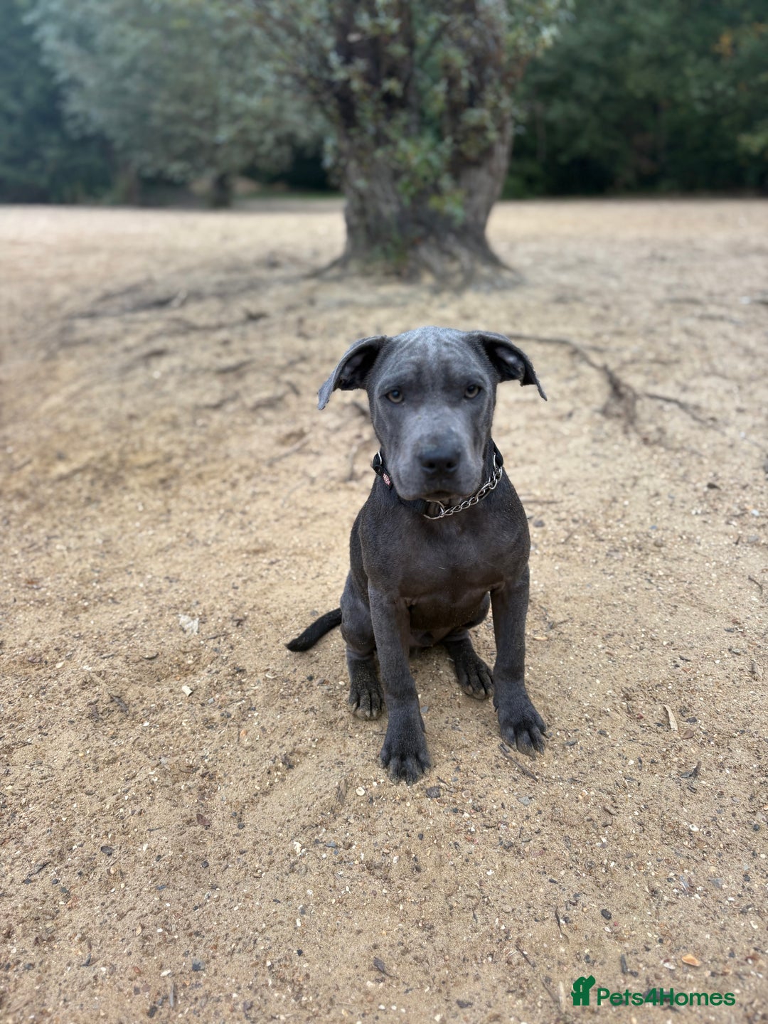 Staffordshire Bull Terrier dogs for sale:  ‼️Blue Staffordshire Bull Terrier boy ‼️  - Image 1