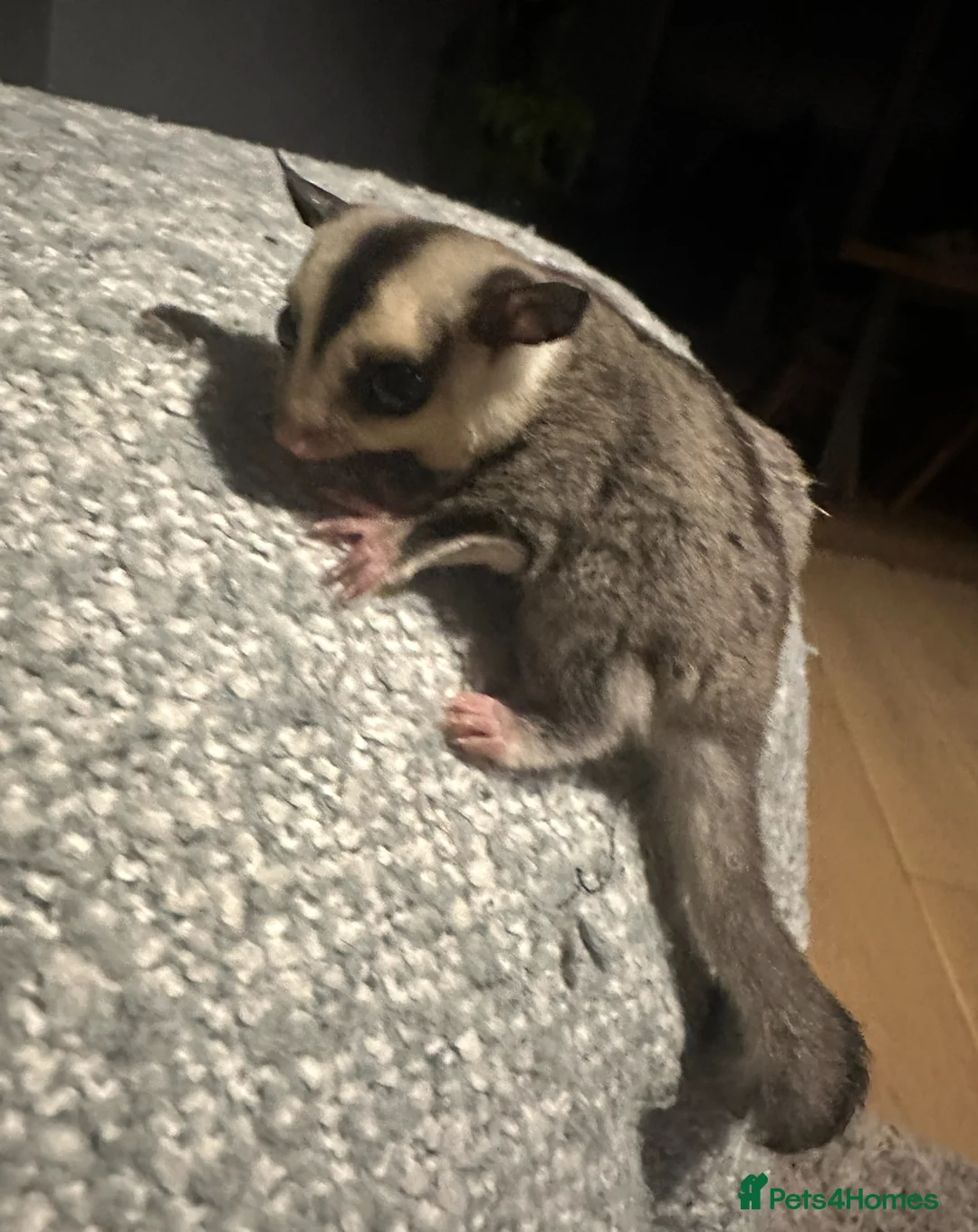 Sugar Glider rodents for sale: Sugar Glider Three Males plus Cage & Accessories - Advert 7