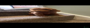 Cockapoo 2