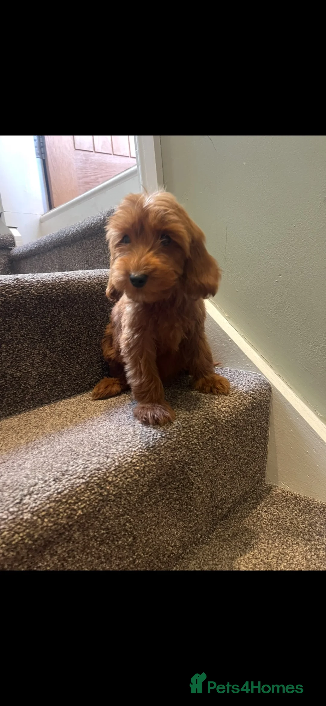 Cockapoo dogs for sale: F2 cockapoos - Advert 3
