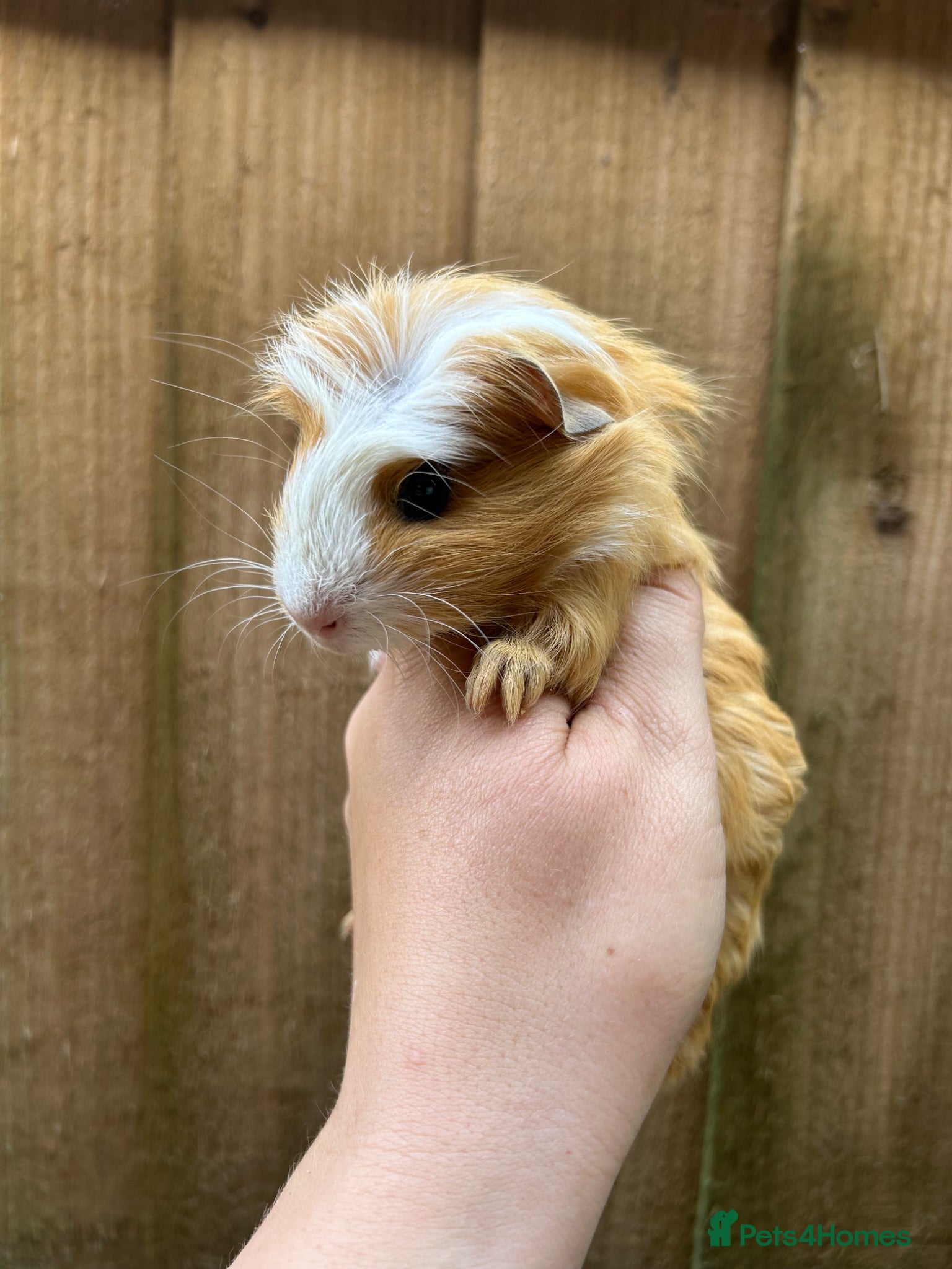 Guinea Pig rodents for sale: Beautiful Baby Male Guineapigs  - Advert 7