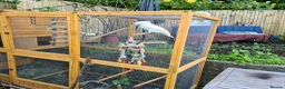 Parrots birds for sale: Unbrella Cockatoo  in Chesham - Advert 3