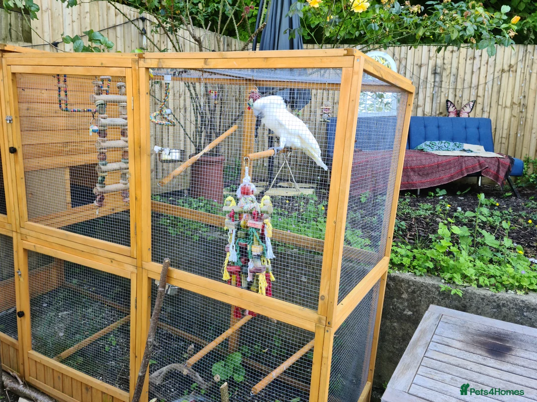 Parrots birds for sale: Unbrella Cockatoo  in Chesham - Advert 3