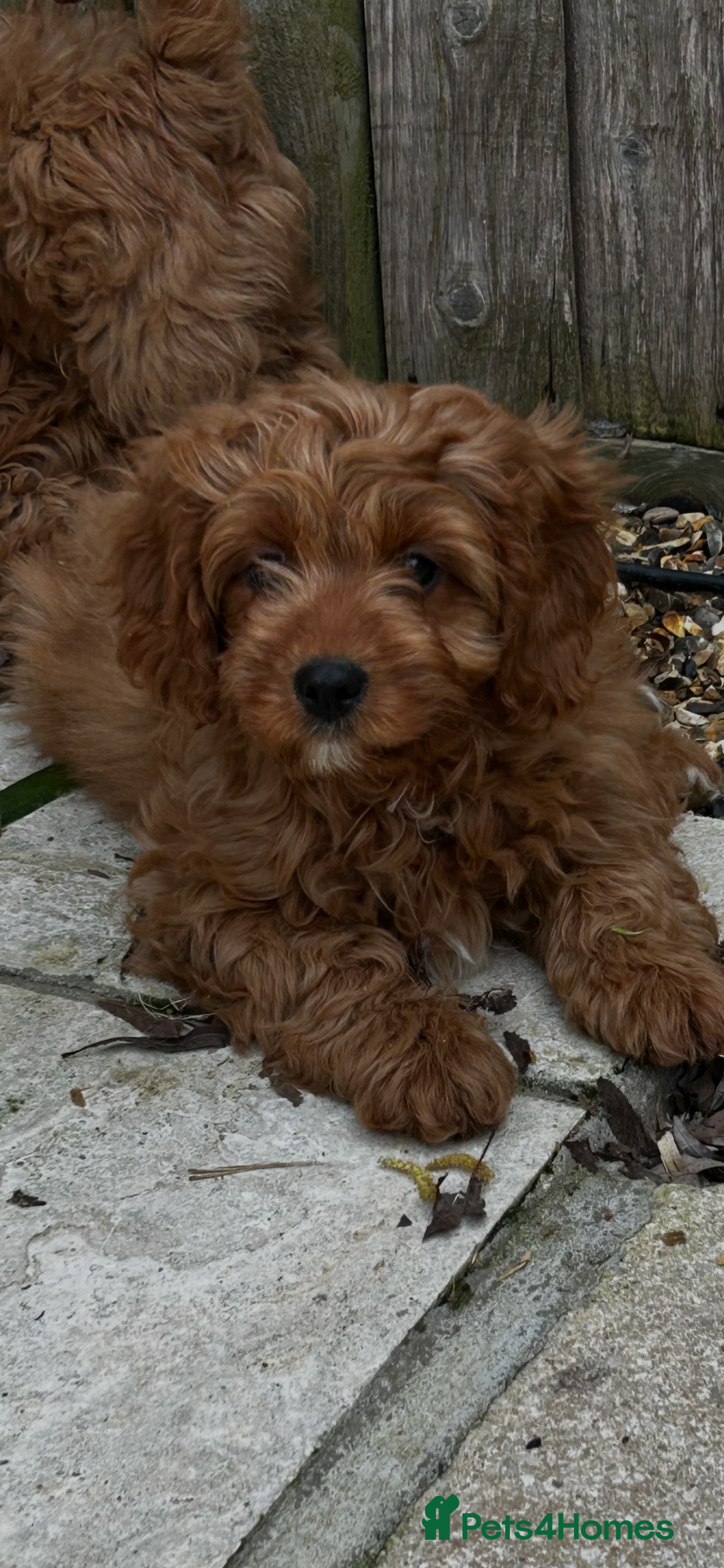 Cavapoo dogs Beautiful Cavapoo pups - Advert 3