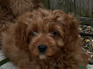 Cavapoo dogs Beautiful Cavapoo pups - Advert 3