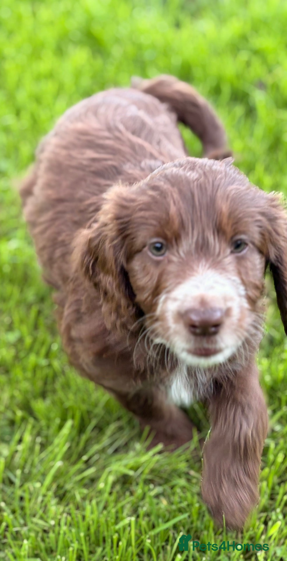 Mixed Breed dogs BEAUTIFUL COCKER X COLLIE PUPS - Advert 2