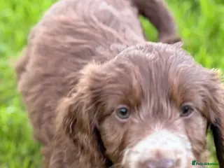 Mixed Breed dogs BEAUTIFUL COCKER X COLLIE PUPS - Advert 2