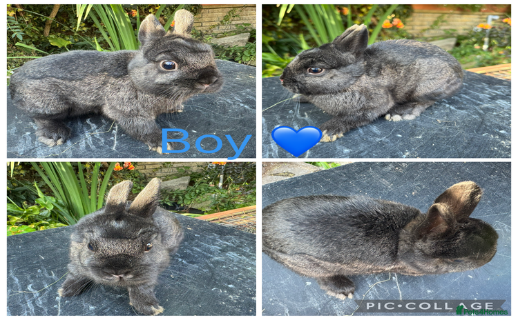 Netherland Dwarf rabbits - Advert 7