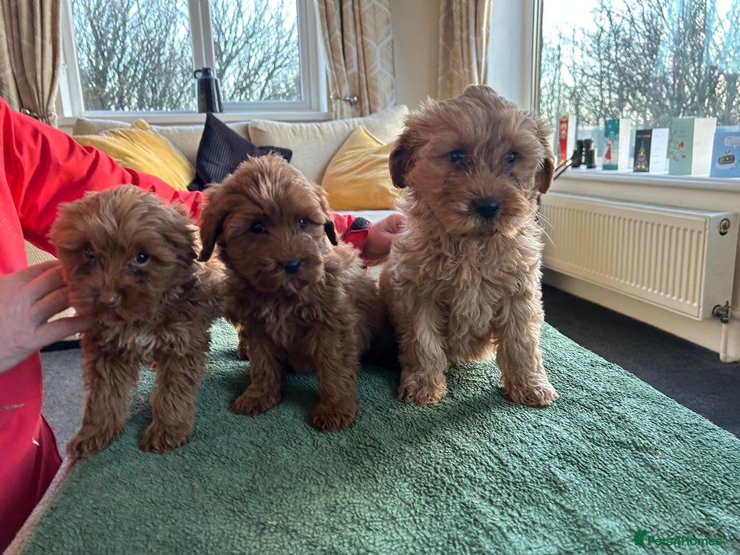 Labradoodle dogs for sale: Gorgeous Health Checked Labradoodle Puppies - Advert 11