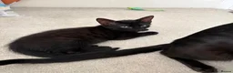 Mixed Breed cats for sale: Half Savannah kittens  - Advert 8