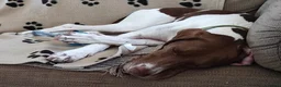 Mixed Breed dogs for adoption: Flora the sweet 4 year old pointer X  in East Grinstead - Advert 3