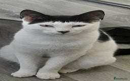 British Shorthair cats for sale: Paz the cat - Image 2