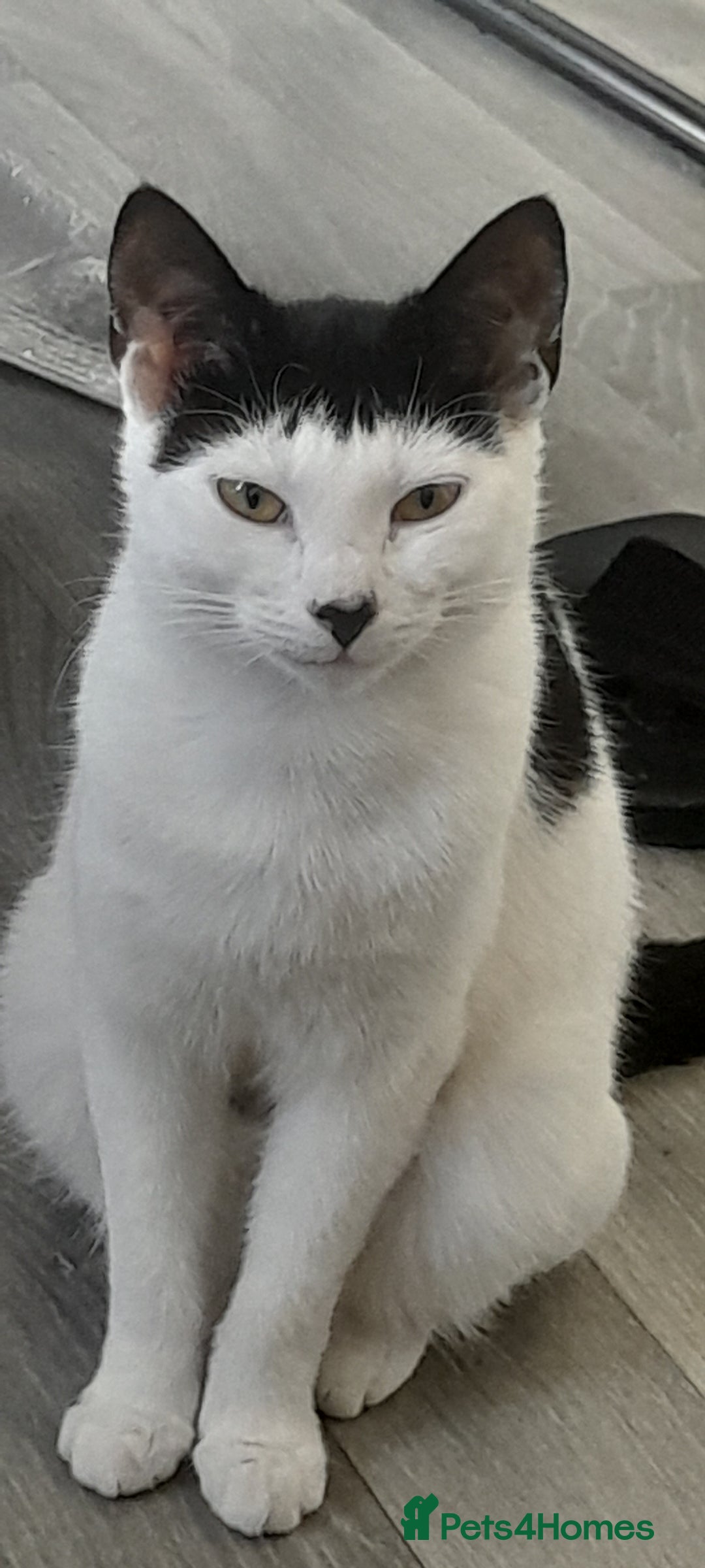 British Shorthair cats for sale: Paz the cat - Image 2