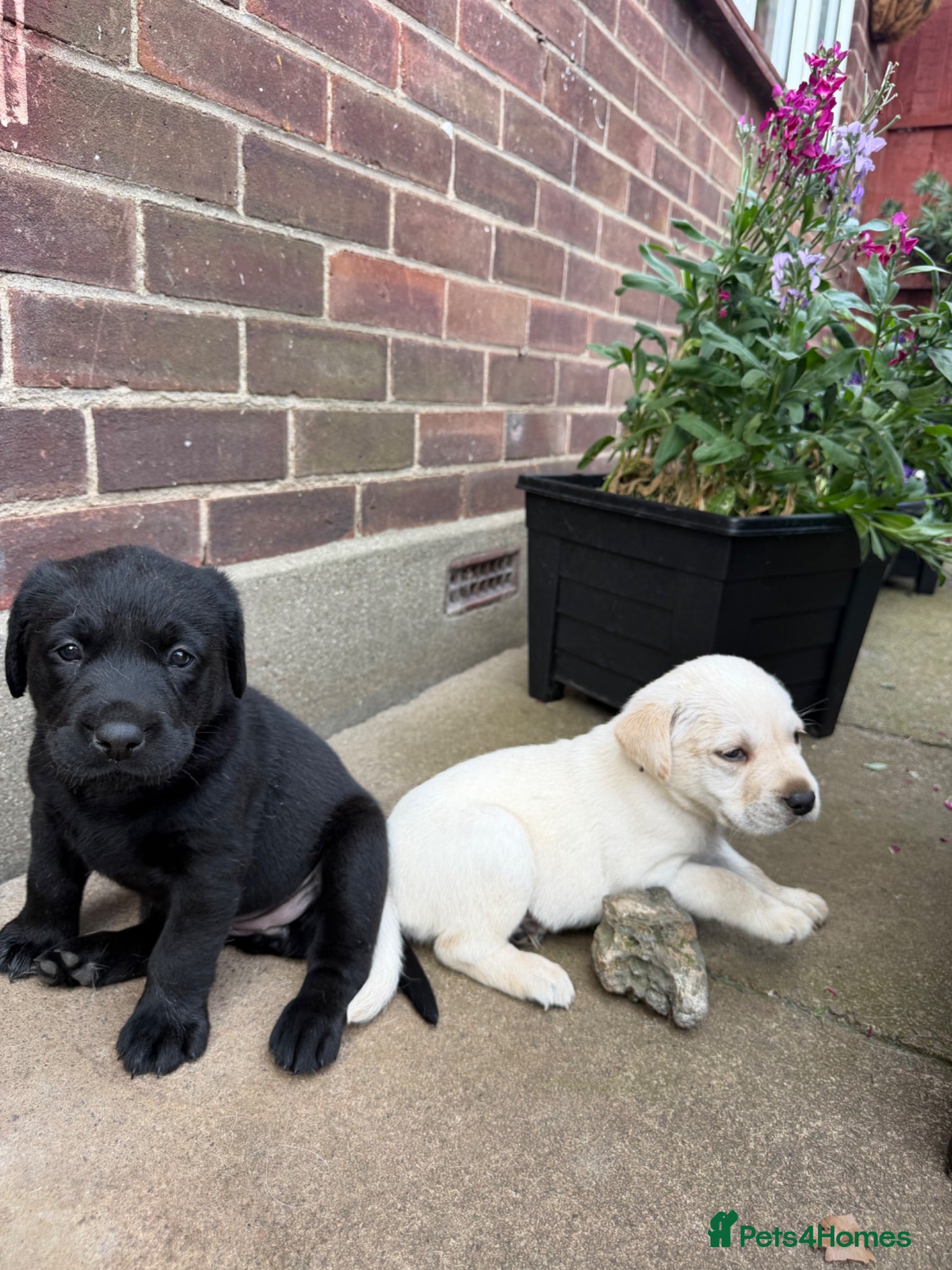 Labrador Retriever dogs ADORABLE LABRADOR PUPPIES FOR SALE 🐾 - Advert 2