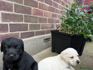 Labrador Retriever dogs ADORABLE LABRADOR PUPPIES FOR SALE 🐾 - Advert 2