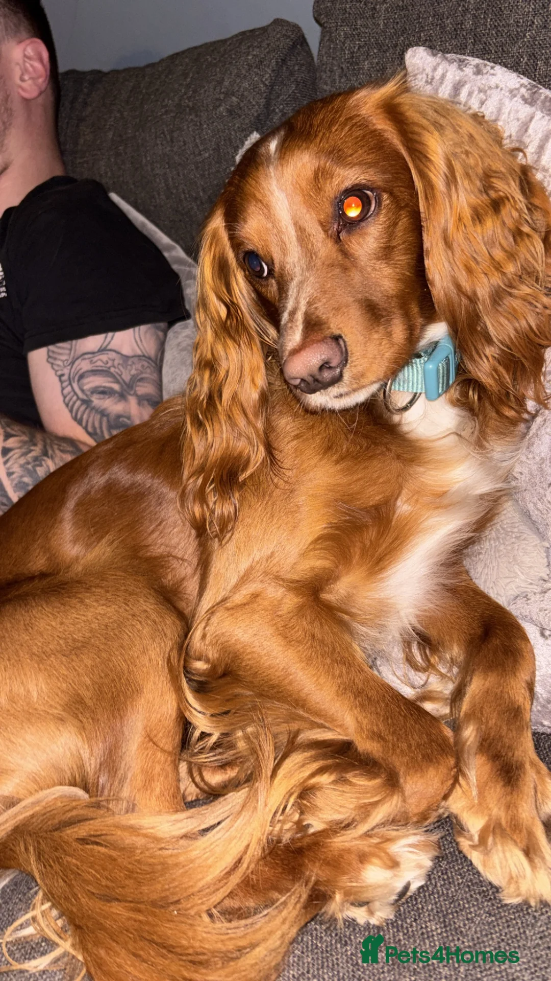 Cocker Spaniel dogs for stud: Working cocker spaniel  - Advert 2