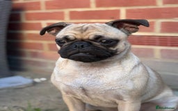 Frug dogs for sale: Pug x frenchie  - Image 2