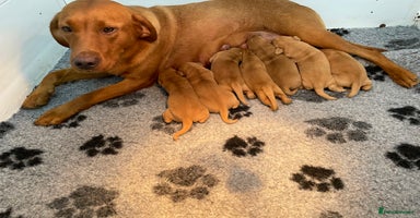 Labrador Retriever dogs - Advert 2