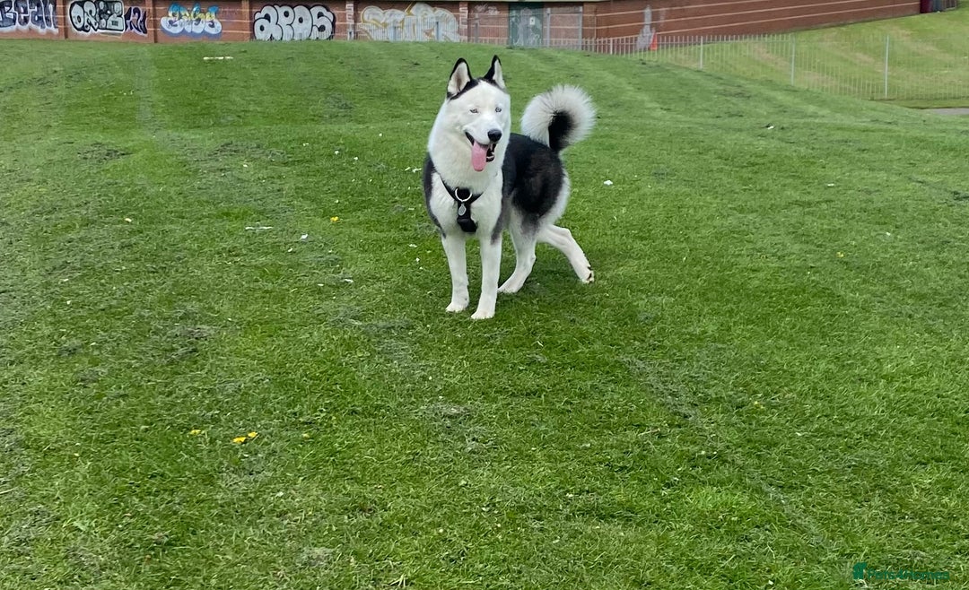 Siberian Husky dogs for stud: Stunning Blue eye Sibrian Husky for Stud in Liverpool - Image 2