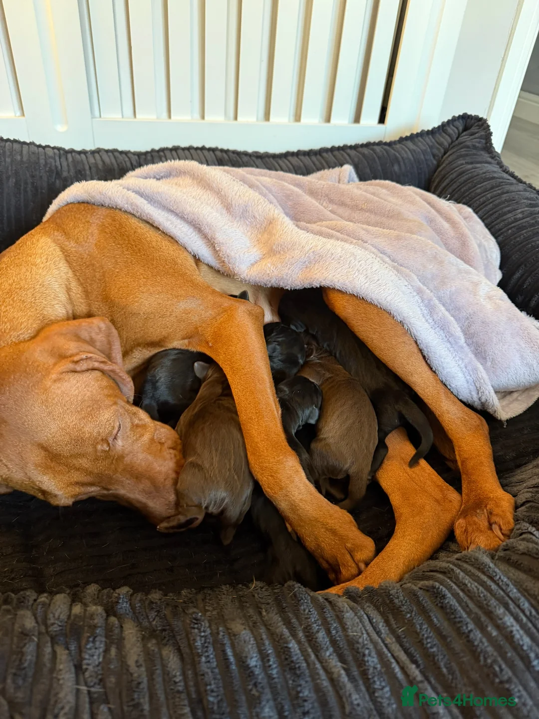Mixed Breed dogs for sale: Vizmaraner puppies  - Advert 5