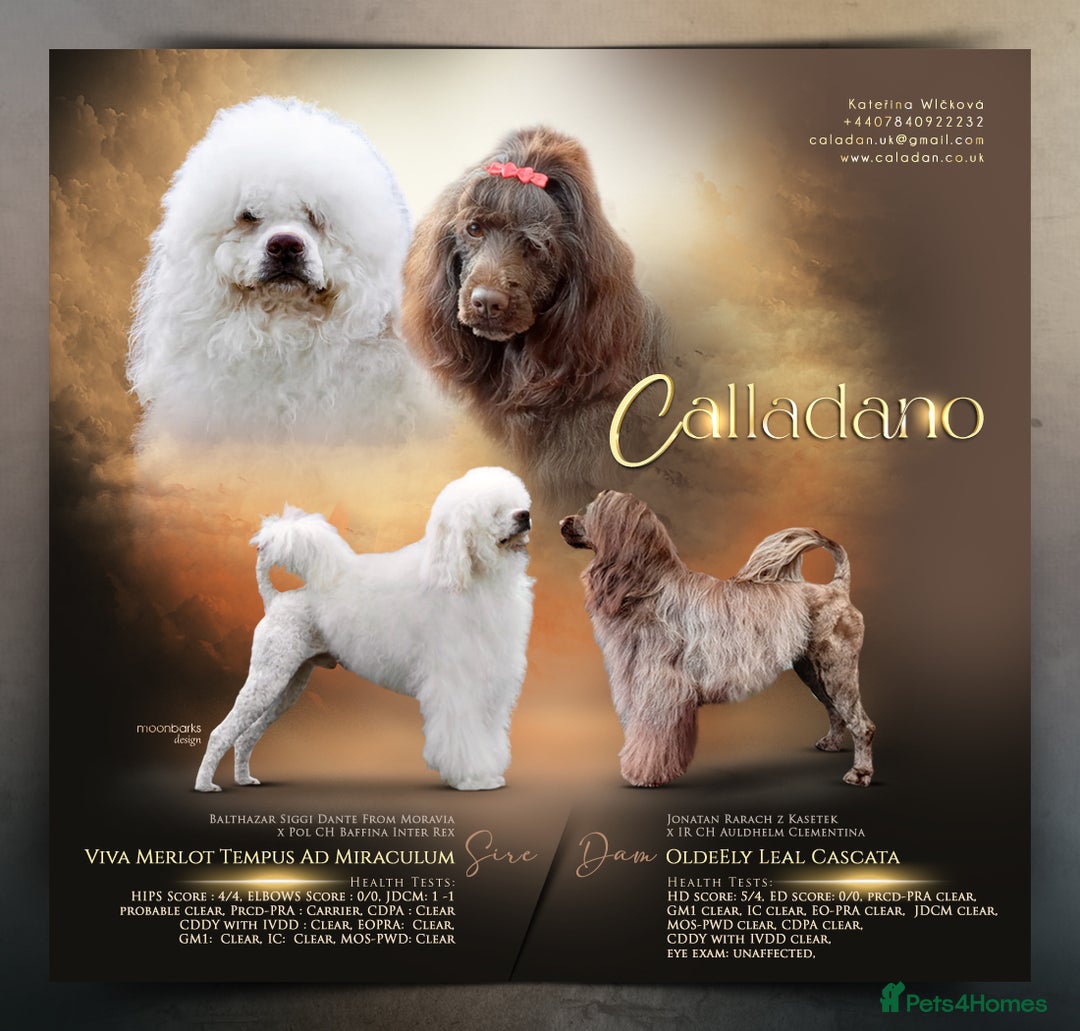 Portuguese Water Dog dogs for sale: Portuguese Water Dog Puppy–Boy Available Now - Advert 9