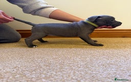 Staffordshire Bull Terrier dogs for sale: Gorgeous KC Reg/Health Tested Blue SBT Puppies - Image 8