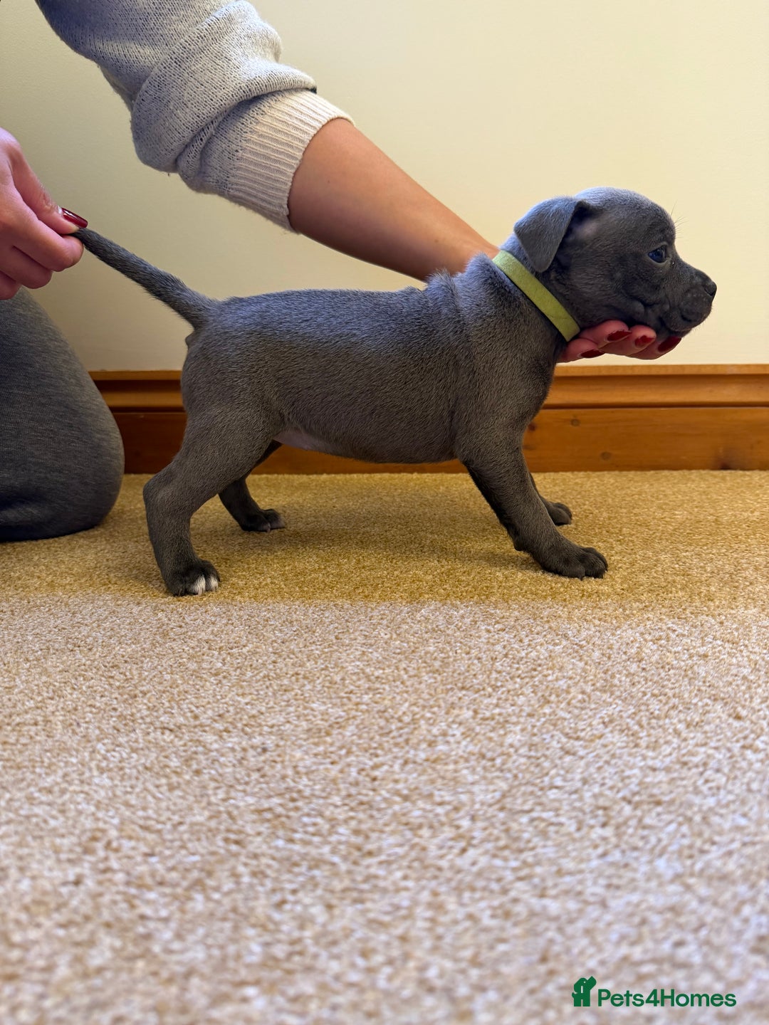 Staffordshire Bull Terrier dogs for sale: Gorgeous KC Reg/Health Tested Blue SBT Puppies - Image 8