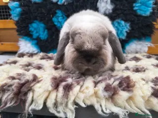 Mini Lop rabbits Stunning mini lop buck PET HOME ONLY - Advert 6