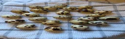 Quail poultry for sale: Corturnix quail fertile eggs - Advert 1