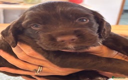 Sprocker dogs for sale: Beautiful, Loveable Spaniels For Sale - Image 21