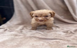 Cockapoo dogs for sale: Beautiful cockerpoo puppies F1  - Image 7