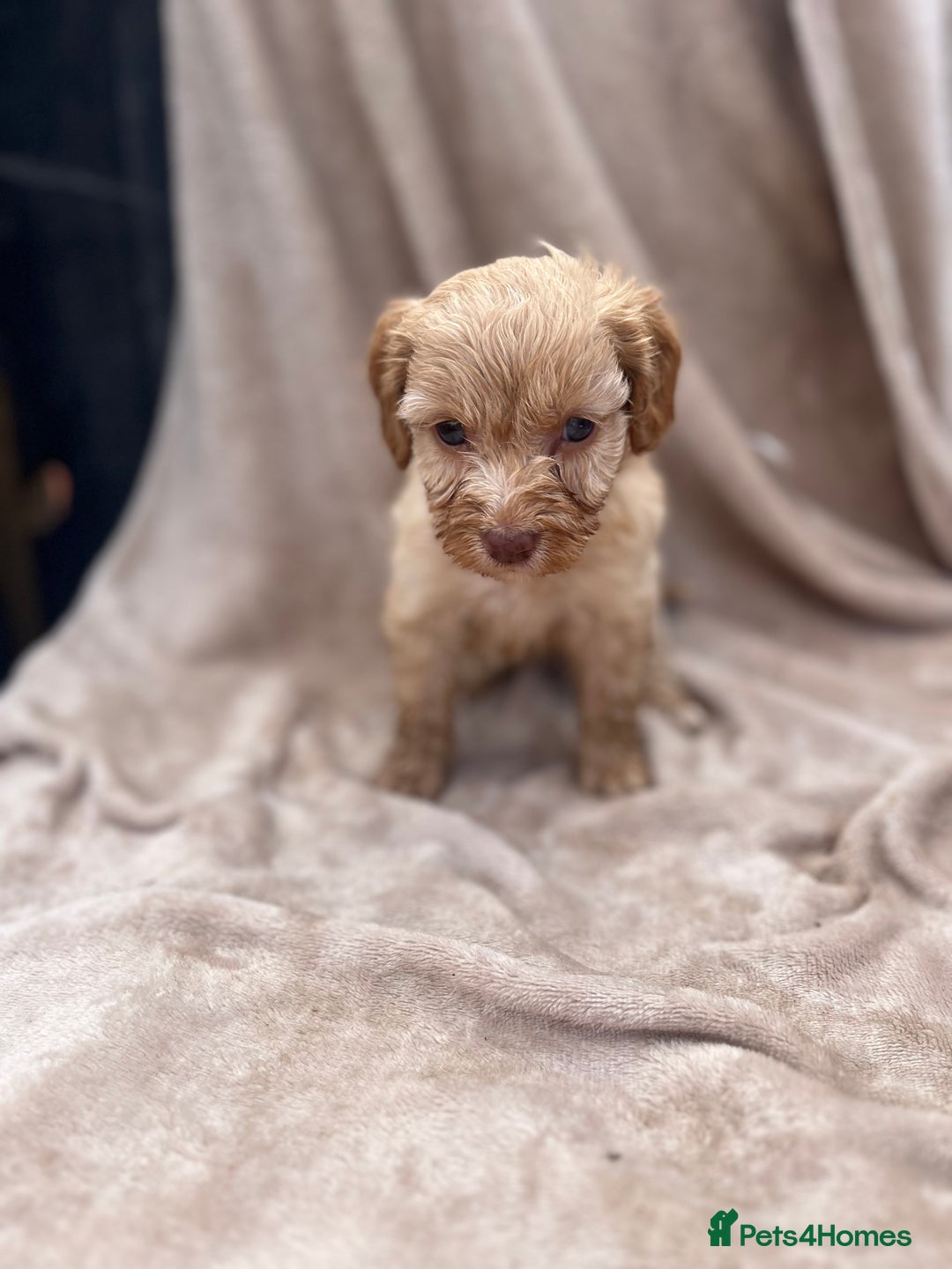 Cockapoo dogs for sale: Beautiful cockerpoo puppies F1  - Image 7