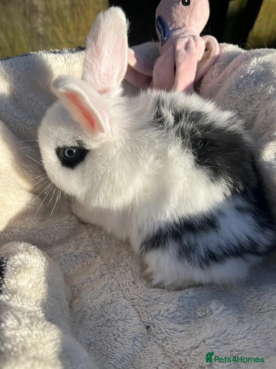 Mini Lop rabbits for sale: Gorgeous mini lops  - Advert 18