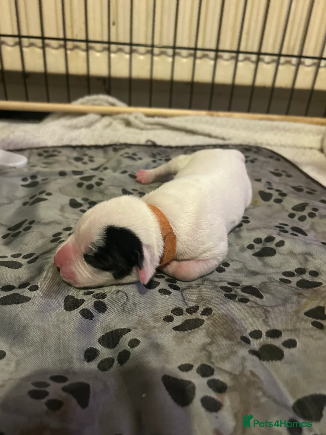 Mixed Breed dogs for sale: 7 gorgeous American Bulldog x Springer Spaniel - Advert 14