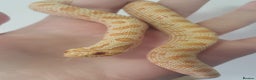 Snake reptiles for sale: Western hognose snakes available  - Advert 2