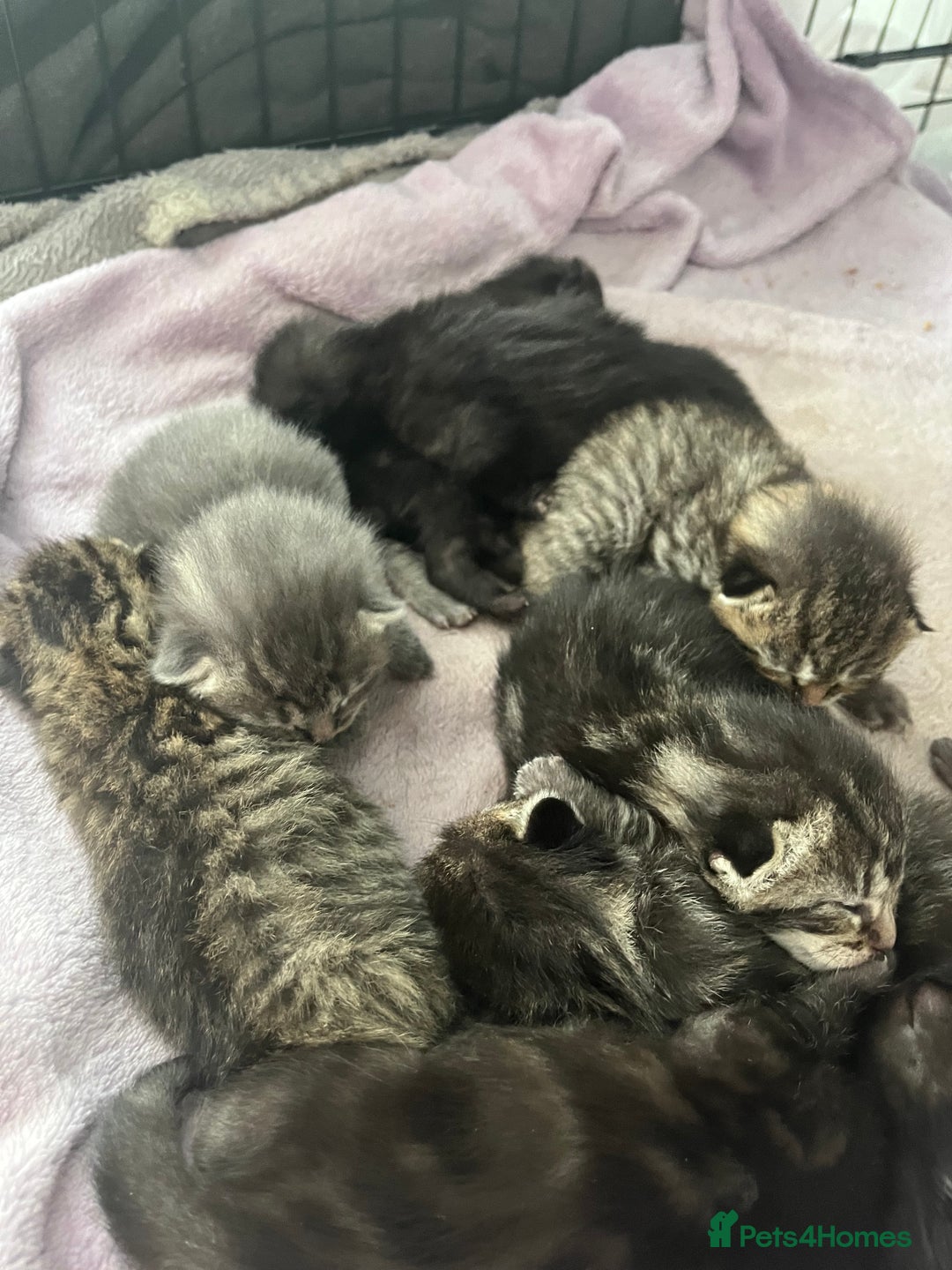 British Shorthair cats for sale: Lovely kittens - Image 9