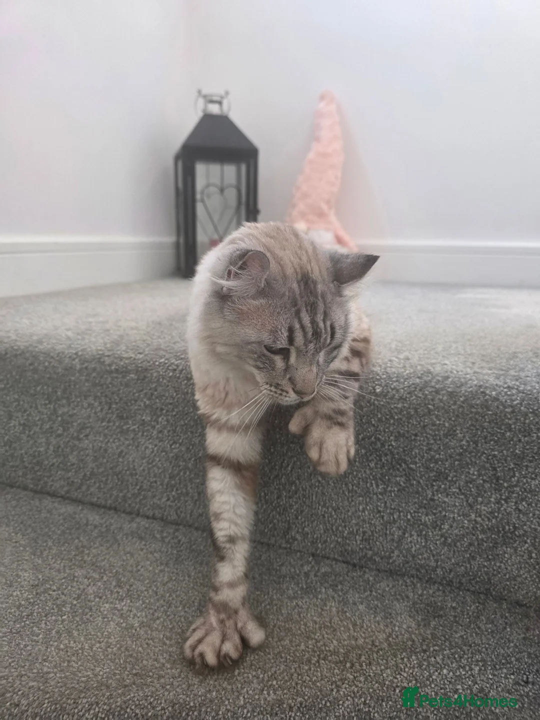 Keetso cats for sale: Beautiful Polydactyl Long Haired Keetso Male in Kirknewton - Advert 2