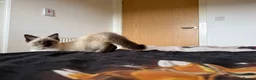 Ragdoll cats for sale: Ragdoll Kittens for Sale - Advert 20