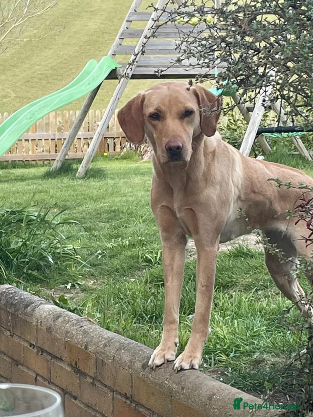 Labrador Retriever dogs for sale: Bitches available from litter of 7 - Advert 7