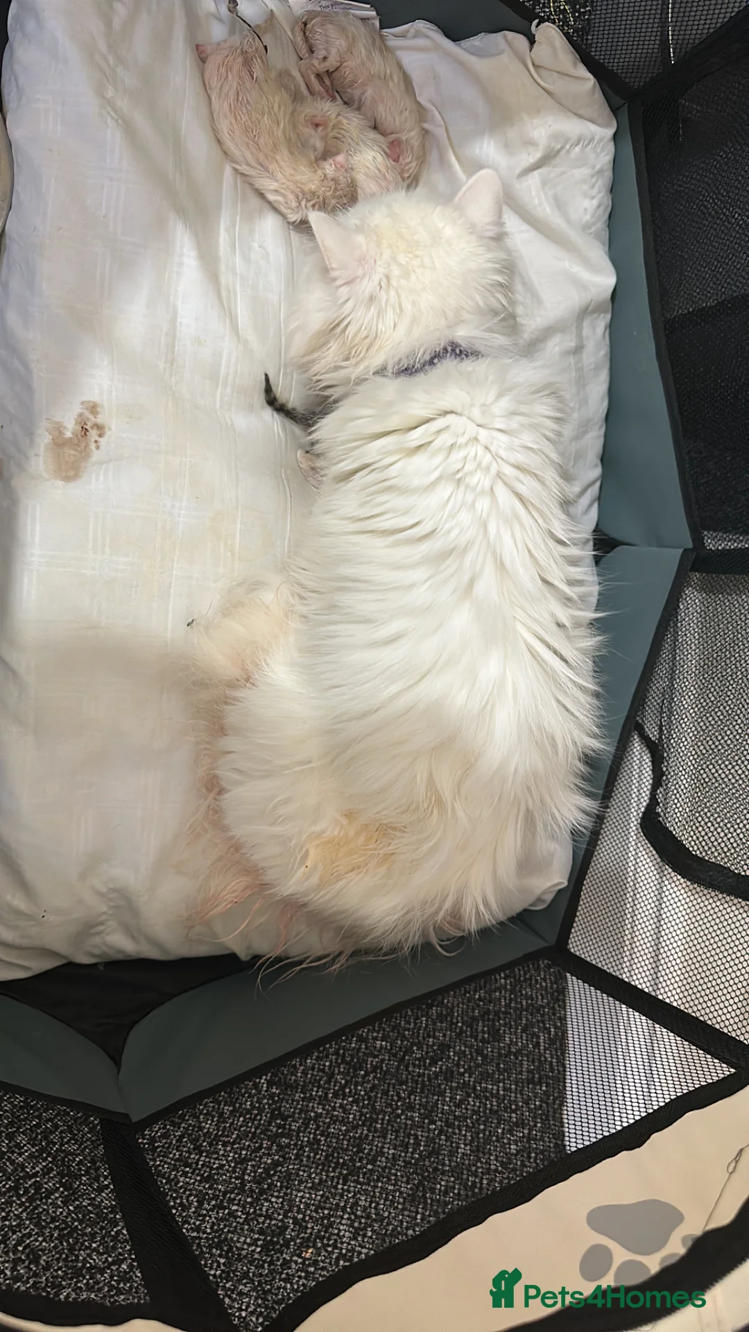 Persian cats for sale: Pure Persian - Advert 2