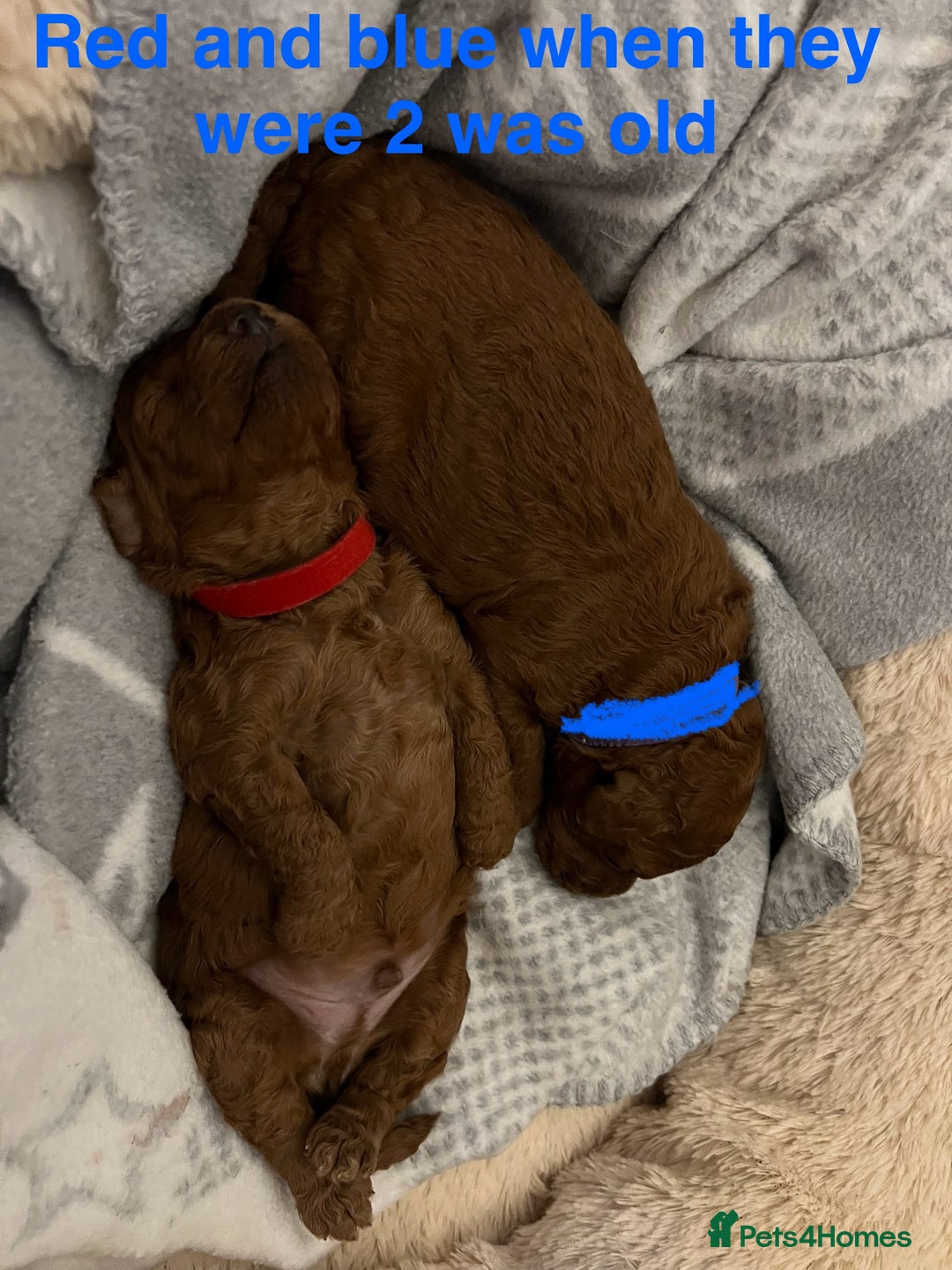 Toy Poodle dogs for sale: Adorable Deep Red Toy Poodle Puppies Available! 🐾 - Image 27