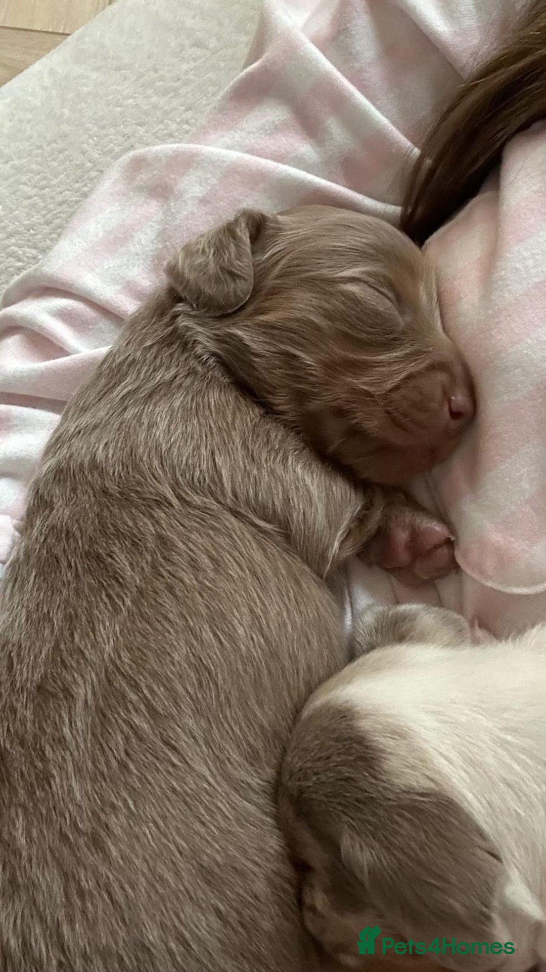 Miniature Dachshund dogs for sale: Long/short hair miniature dashound  - Image 8