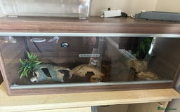 Leopard Gecko reptiles for sale: Leopard gecko and kit   - Image 3
